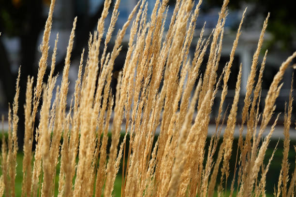 istock A tuft of dry grass in the daylight 2184808754