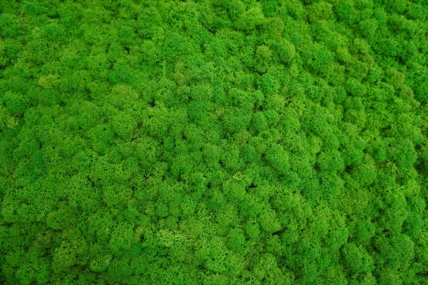 istock Lush green moss texture covering the surface in a natural pattern. 2184809470
