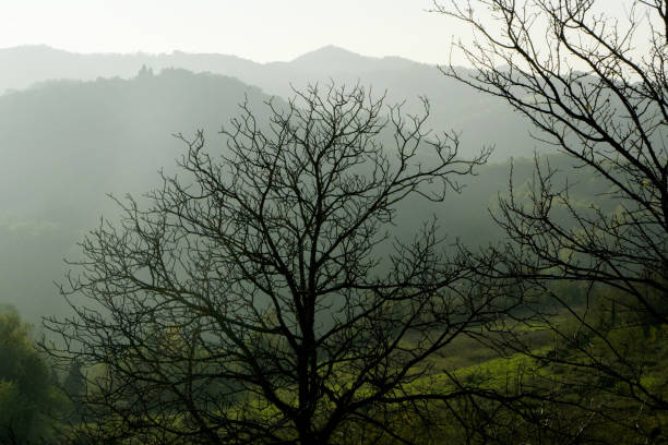 foggy forest