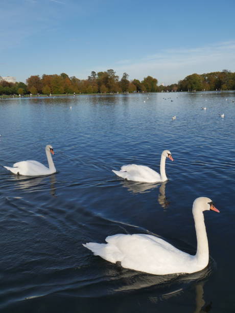 istock Three Graceful Swans Swimming in the Pond 2184810432