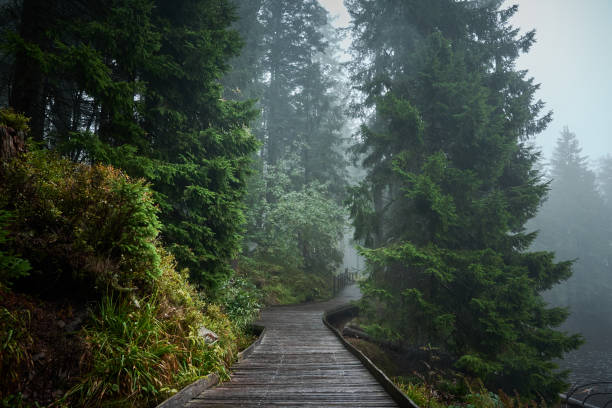 istock A path in forest in cloudy, rainy weather. 2184810459