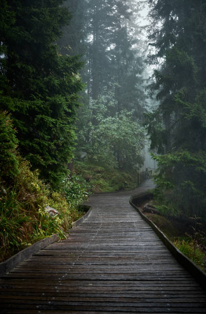 istock A path in forest in cloudy, rainy weather. 2184810460
