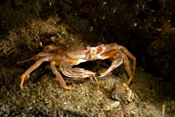 istock Swimming crab, also known as Harbor crab, named after the species Polybius depurator 2184810554