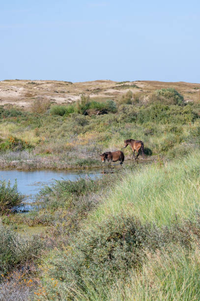 istock Wild horses at a small lake in a dune landscape 2184812246