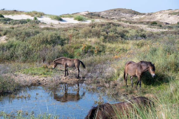 istock Wild horses at a small lake in a dune landscape 2184812281