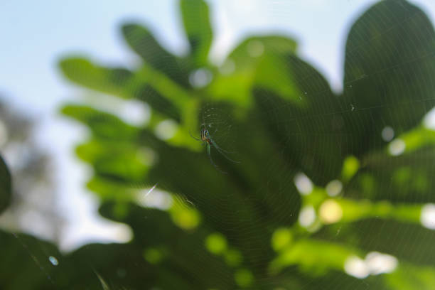Leucauge argyrobapta, or Mabel's orchard orb weaver, is a species of long-jawed orb weaver in the spider family Tetragnathidae.