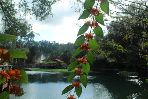 This is a landscape photograph of the water in  Blue Springs State Park lined with green palm fronds of the saw palmetto plant on a sunny winter day in Florida.