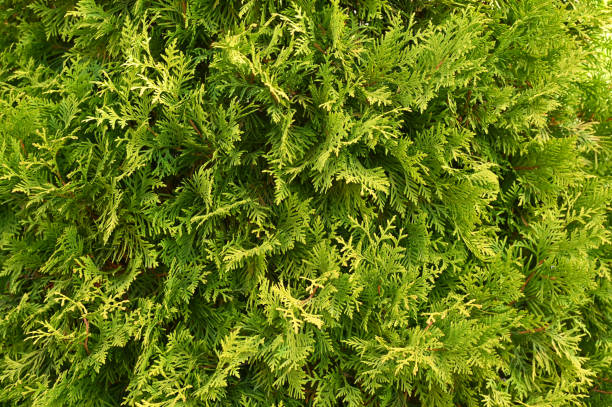 istock thuja green textured background. plant 2184815464
