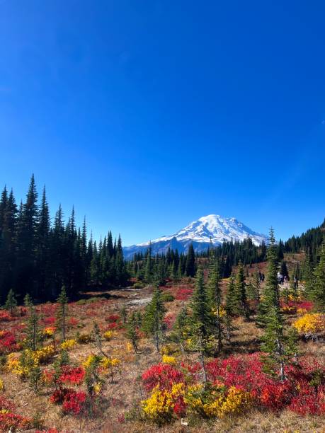 istock Mt. Rainier National Park 2184816581
