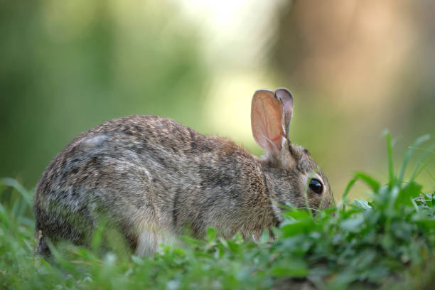 istock Grey small hare eating grass on summer field. Wild rabbit in nature 2184817470