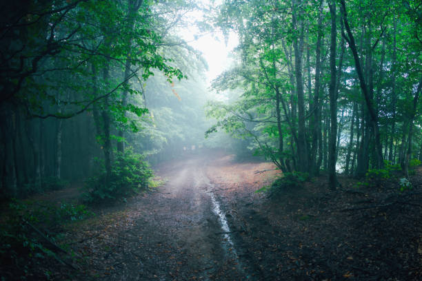 istock Serene forest path shrouded in morning mist. 2184817591