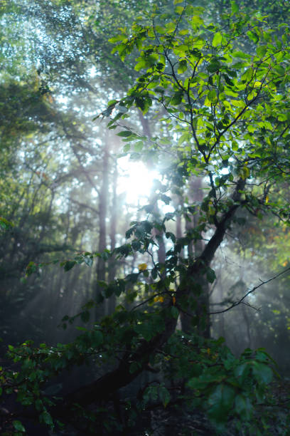 istock Close-up of vibrant forest leaves in sunlight. 2184817651