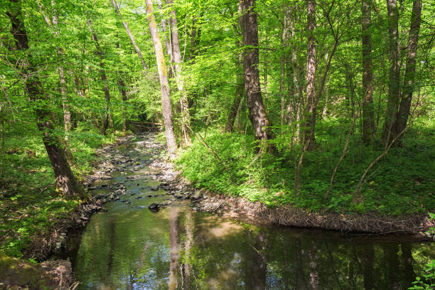 istock river in the forest. sunny day in summer 2184817923
