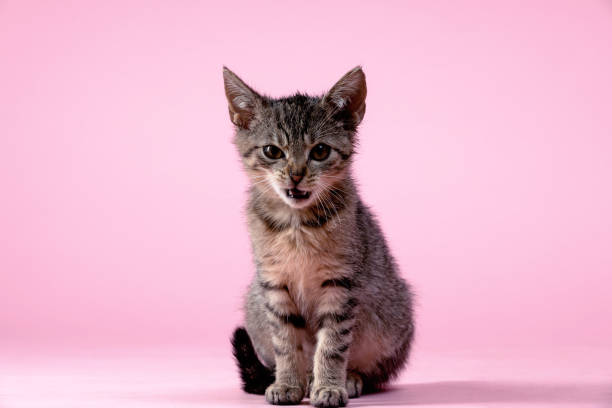 Close-up on a striped mixed-breed cat.
