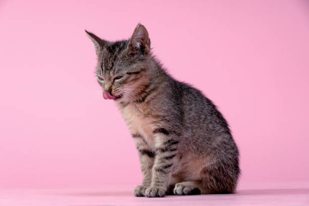 Close-up on a striped mixed-breed cat.