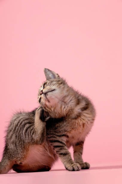 istock Portrait of a mixed-breed kitten isolated on pink background. 2184819272