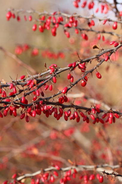 istock Red Berries of the Barberry Bush 2184820387