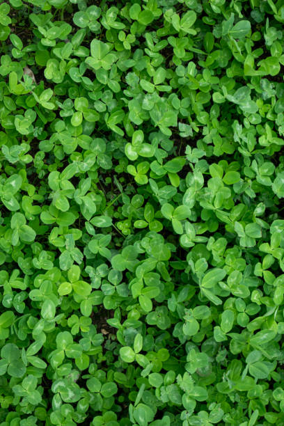 istock Lush Green Clover Field in a Natural Meadow 2184821349