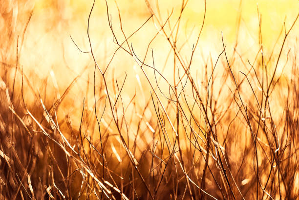 istock Sunlit wild shrub branches in autumn, with the soft 2184821740