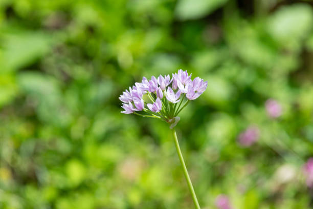 Close up of an American garlic (allium unifolium) flower in bloom