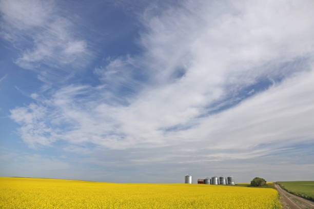 istock Grain Bins on the Canadian Prairie 2184825429