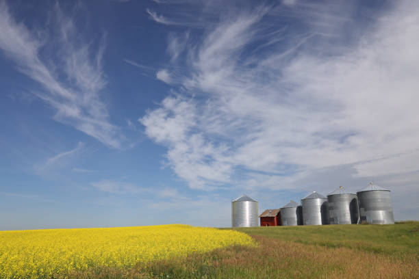 istock Grain Bins on the Alberta Prairie 2184825442
