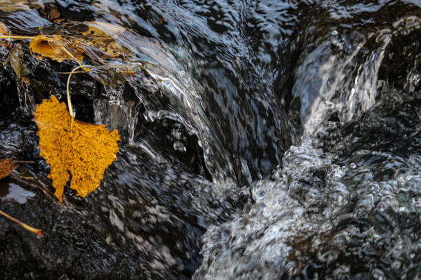 abstract macro close-up of an autumn leaf in a fast flowing river brook water scene. full frame zen background