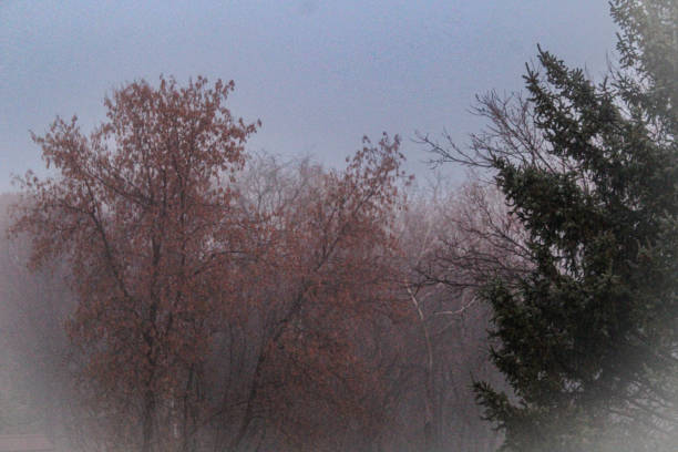 trees in the fog nature beautiful morning landscape background