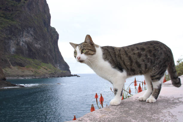istock Cat walking on the cement by the sea 2184825953