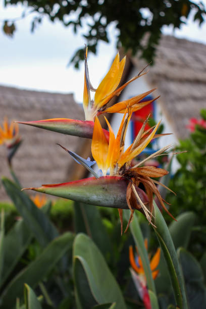 istock Birds of paradise flowers 2184826737