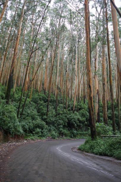 istock Inside a Natural treelined Eucalyptus groove and a the Drive way through the Nilgiris mountains near Ooty in Tamil Nadu, India. 2184830409