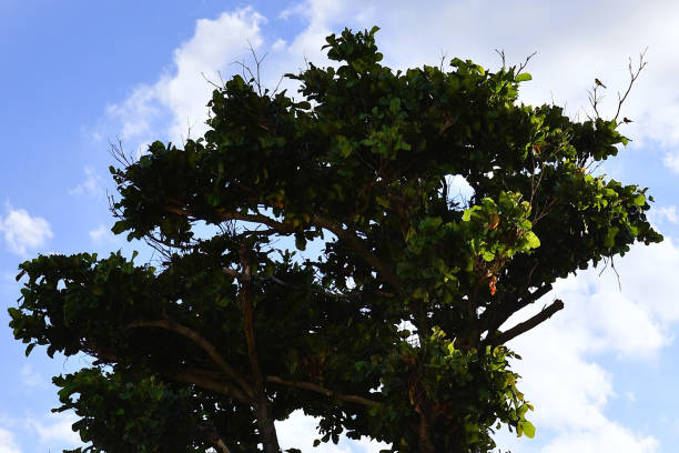 A sun hat tree (Terminalia catappa) in the late afternoon in the city