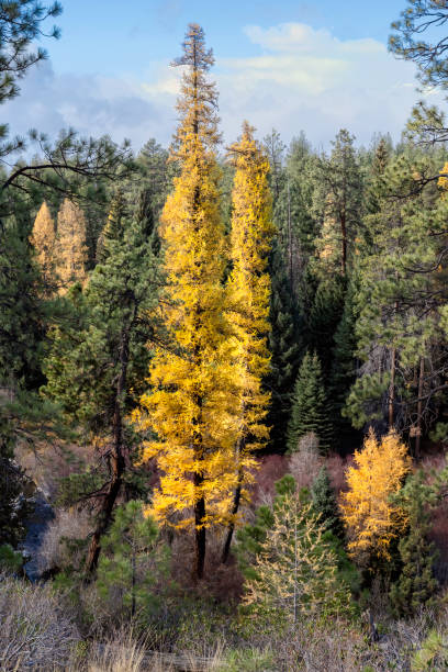 Sunset Over Golden Aspens in the Rocky Mountains. Wide angle panorama of rows of golden Aspens at peak Fall color against a blue sky grow in tall vertical rows create a spectacular landscape which looks like a painting. Each Autumn, the Colorado Rocky Mountains create a dazzling and colorful display as the Aspens turn a brilliant yellow and glow against the mountains. In addition, their tall, vertical, trunks with white bark create a repetitive pattern under the foliage. Taken in Vail, Colorado on the summit of Vail Mountain.