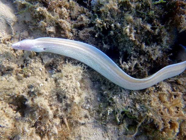 istock Geometric Moray Eel - Gymnothorax griseus 2184835242