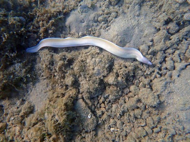 istock Geometric Moray Eel - Gymnothorax griseus 2184835247