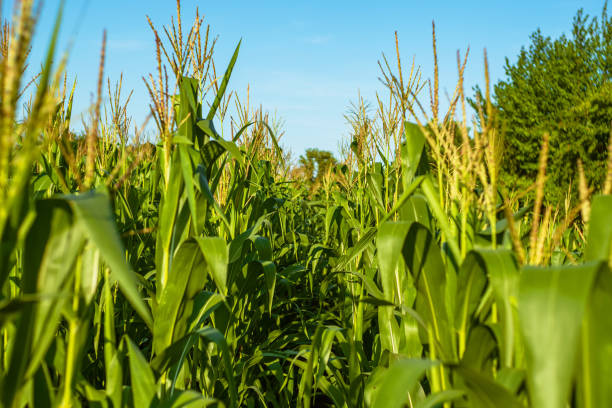 istock Field with rows of young green corn on a blue background 2184838994
