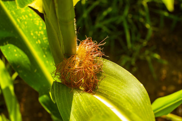 Young cob and green corn leaves in beautiful sunlight. Selective focus. The business of growing corn on a private farm