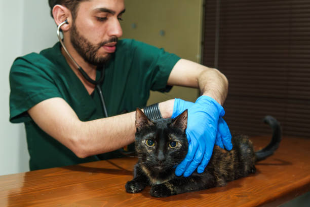 A veterinarian examining a black cat. The cat is looking at the camera and the doctor is with a stethoscope and blue gloves