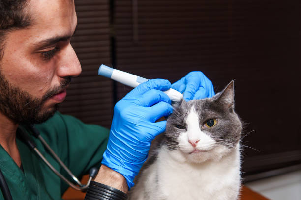 istock Veterinarian taking blood sugar samples from a cat 2184841832