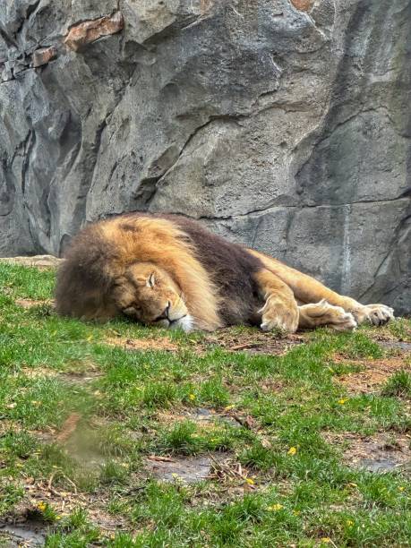 Leon descansando en el zoo gratuito de Lincoln Park
