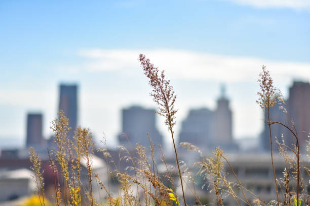 Minnesota Native Plants and St. Paul Skyline in Fall. Selective focus on Native Plants with Buildings out of focus.
