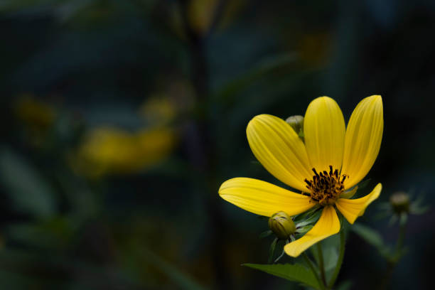 macro tall coreopsis also known as tall tickseed, flower head with vibrant yellow petals and a dark center on a dark background with copy space.
