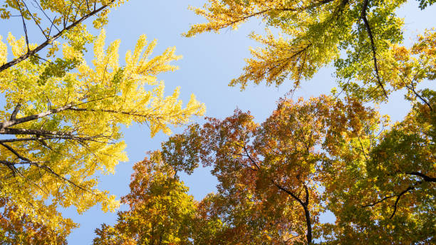 istock Autumn ginkgo yellow leaves 2184852708