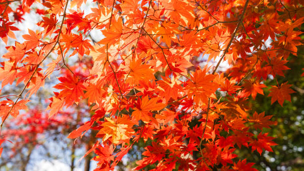 istock Beautiful red leaves in autumn 2184852889