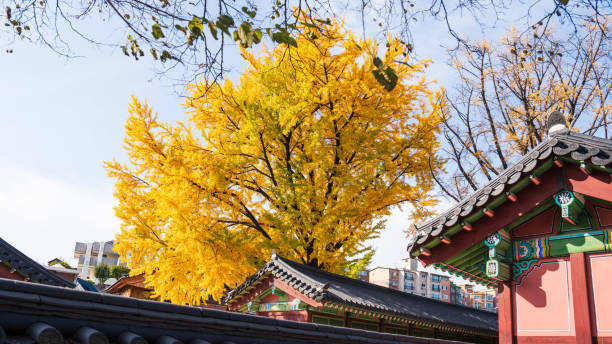 istock Autumn ginkgo yellow leaves 2184853242