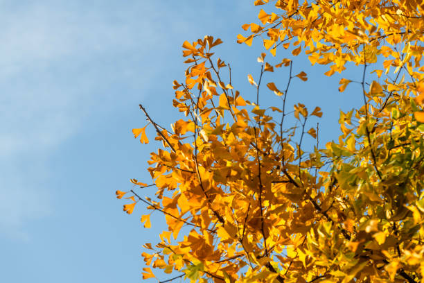 autumn landscape