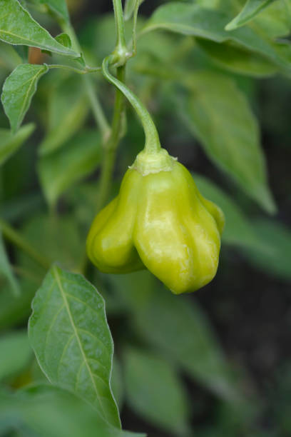 istock Chilli pepper plant Christmas Bell 2184853794