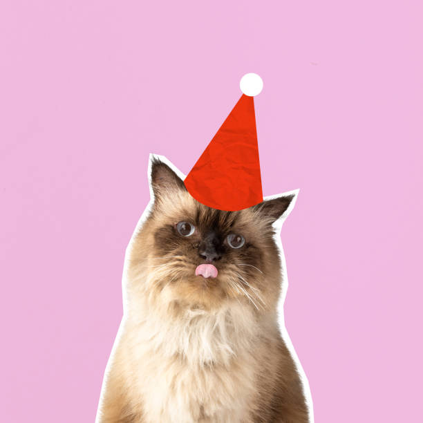istock Beige cat with santa hat on colored background 2184855883