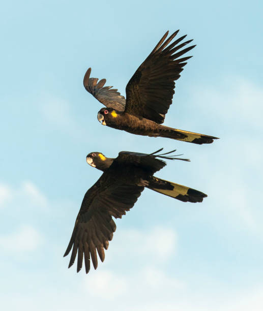Yellow tailed black cockatoos.