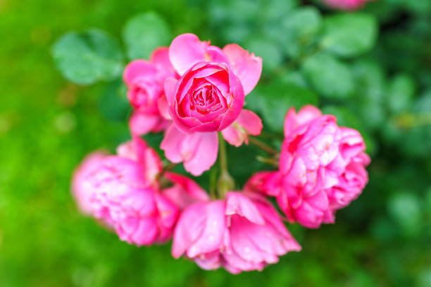 Red and white bicolored rose flowers with raindrops close-up on a green blurred background. Red and white bicolored rose with water drops after rain. Nature freshness concept